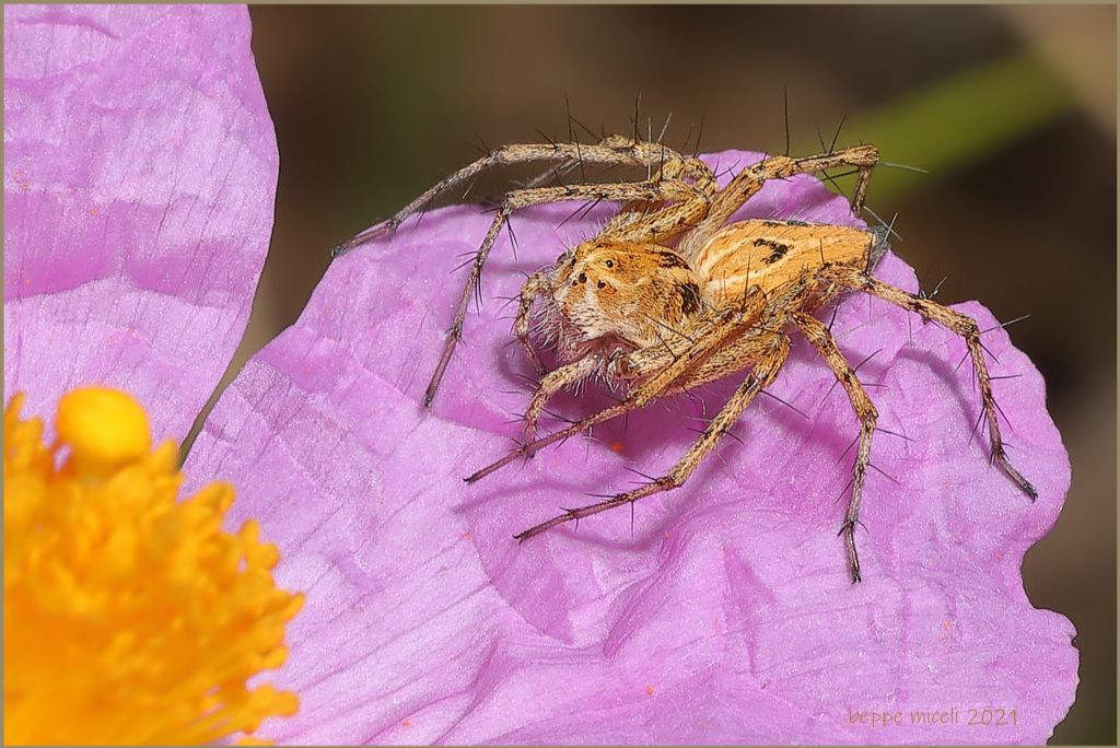 Lycosidae:  Pardosa sp? No, Oxyopes cfr heterophthalmus - Gualchiere di Remole (FI)